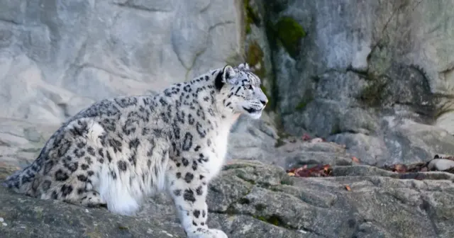 Snow Leopard in Nepal: The Guardian Spirits of the Himalayas
